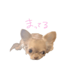 チョコとあずき（個別スタンプ：7）