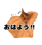 猫のガブくん（個別スタンプ：1）