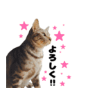 猫のガブくん（個別スタンプ：9）