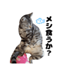 猫のガブくん（個別スタンプ：17）