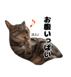 猫のガブくん（個別スタンプ：18）