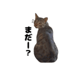 猫のガブくん（個別スタンプ：33）