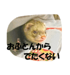 フェレットのハルとナッツ01（個別スタンプ：4）