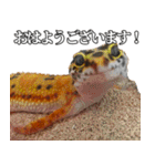 レオパ！ヒョウモントカゲモドキ！（個別スタンプ：2）