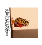 レオパ！ヒョウモントカゲモドキ！（個別スタンプ：3）