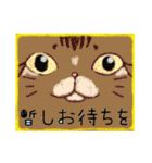 顔面ねこスタンプ（個別スタンプ：38）