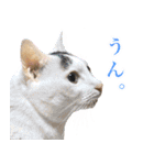 猫！ネコ！NEKO！（個別スタンプ：13）