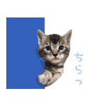 猫！ネコ！NEKO！（個別スタンプ：20）