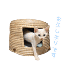 猫！ネコ！NEKO！（個別スタンプ：25）