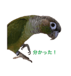 5匹のインコちゃん達（個別スタンプ：23）