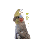 5匹のインコちゃん達（個別スタンプ：31）