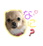 あんこB（個別スタンプ：9）