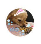 あんこB（個別スタンプ：10）