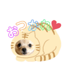 あんこB（個別スタンプ：11）