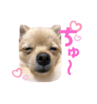 あんこB（個別スタンプ：12）
