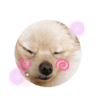 あんこB（個別スタンプ：16）