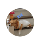 可愛すぎるコーギー（個別スタンプ：2）