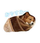可愛すぎるコーギー（個別スタンプ：3）