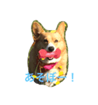 可愛すぎるコーギー（個別スタンプ：5）
