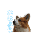 可愛すぎるコーギー（個別スタンプ：6）