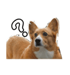 可愛すぎるコーギー（個別スタンプ：7）