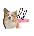 可愛すぎるコーギー（個別スタンプ：8）