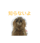 ジャッキー スタンプ（個別スタンプ：2）