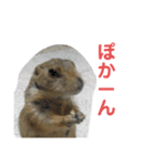 ジャッキー スタンプ（個別スタンプ：4）