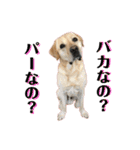 ラブラドール♪ビスケ（個別スタンプ：3）