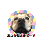 ラブラドール♪ビスケ（個別スタンプ：9）