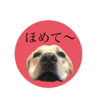 ラブラドール♪ビスケ（個別スタンプ：13）