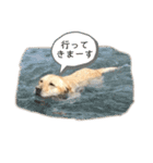 ラブラドール♪ビスケ（個別スタンプ：17）