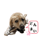 ラブラドール♪ビスケ（個別スタンプ：19）