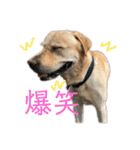 ラブラドール♪ビスケ（個別スタンプ：24）