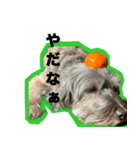 一つの表情で全てのメッセージいけますよ（個別スタンプ：22）