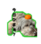 一つの表情で全てのメッセージいけますよ（個別スタンプ：24）