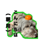 一つの表情で全てのメッセージいけますよ（個別スタンプ：31）