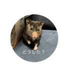 かわむら家の3ハム（個別スタンプ：1）
