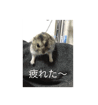 かわむら家の3ハム（個別スタンプ：2）