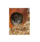 かわむら家の3ハム（個別スタンプ：5）