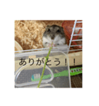 かわむら家の3ハム（個別スタンプ：6）