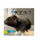 かわむら家の3ハム（個別スタンプ：8）