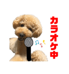 トイプードルのチップ君（個別スタンプ：5）