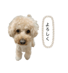 トイプードルのチップ君（個別スタンプ：10）