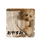 トイプードルのチップ君（個別スタンプ：12）