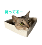 みーちゃんスタンプ 第3弾（個別スタンプ：5）