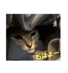 みーちゃんスタンプ 第3弾（個別スタンプ：13）