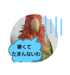 kawafamily21（個別スタンプ：6）