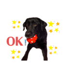 Labrador retriever ❤︎（個別スタンプ：1）