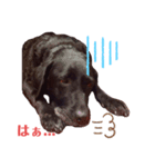 Labrador retriever ❤︎（個別スタンプ：2）